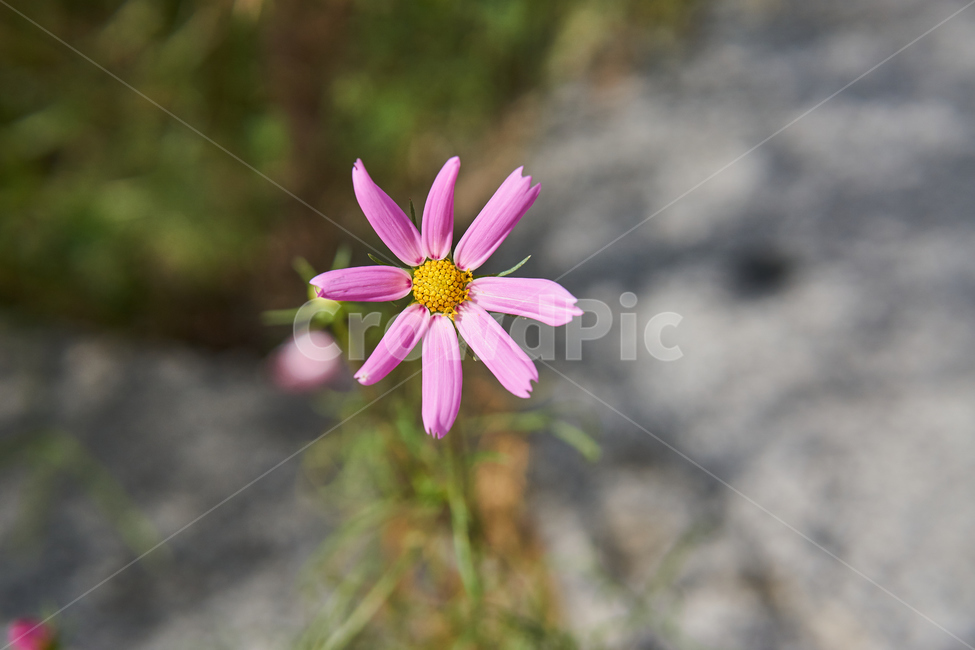 plant,식물,꽃,생화,코스모스,가을,nature,자연,캔디드,캔디드샷,candied,candiedshot,식물,자연,plants,nature,꽃,flower