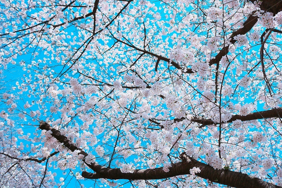 봄꽃,꽃,봄,벚꽃,cherryblossom,봄,계절,spring,season,식물,자연,plants,nature,꽃,flower,cherry blossom,plant,blossom