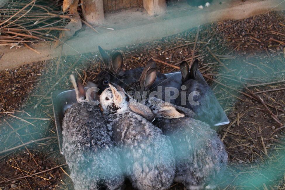 토끼,rabbit,동물,animal,우리