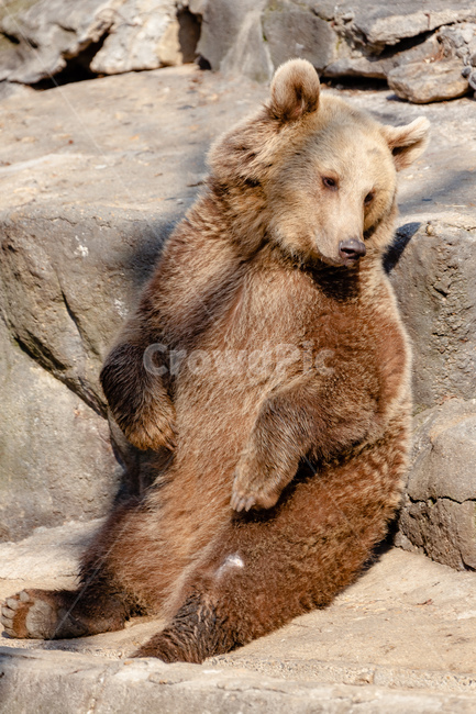 곰,동물,육식동물,포식자,동물원,동물,animal,포유류,mammal