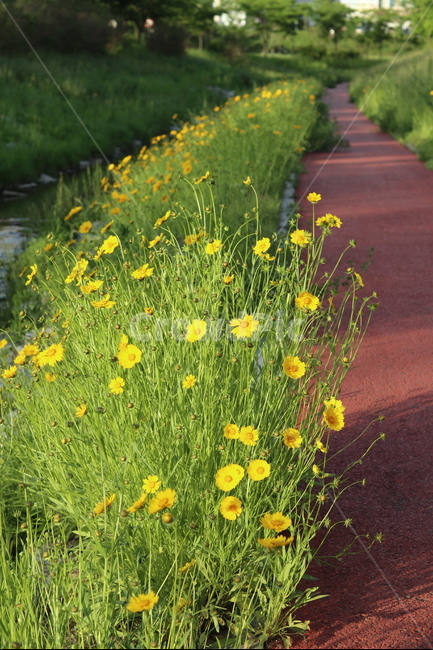 금계국,노랑,봄,풍경,아침,빛,식물,자연,plants,nature,꽃,flower