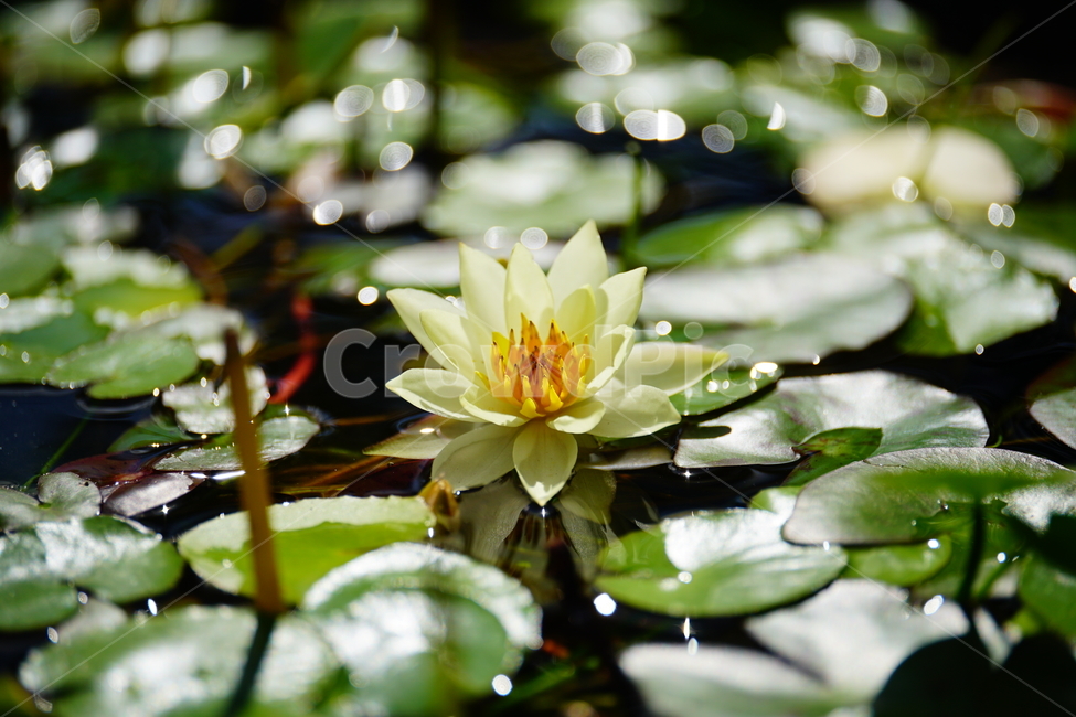 수련,연꽃,식물,연못,플라워,꽃,plants,flower,수생식물,자연,nature,9월,가을,september,fall,autumn,식물,자연,plants,nature,꽃,flower