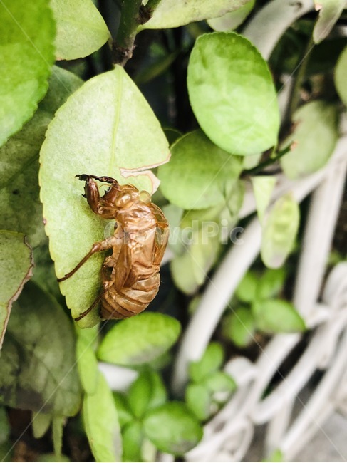 insect,곤충,매미,매미유충,유충,벌레,탈피,허물,자연,nature,과학,생물,동물,animal,곤충,벌레,insect,bug