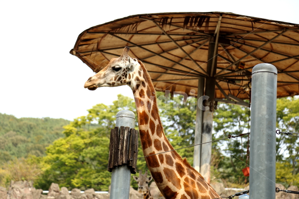 기린,동물,giraffe,우제목,포유류,큰키,아프리카,초식동물,동물,animal,포유류,mammal