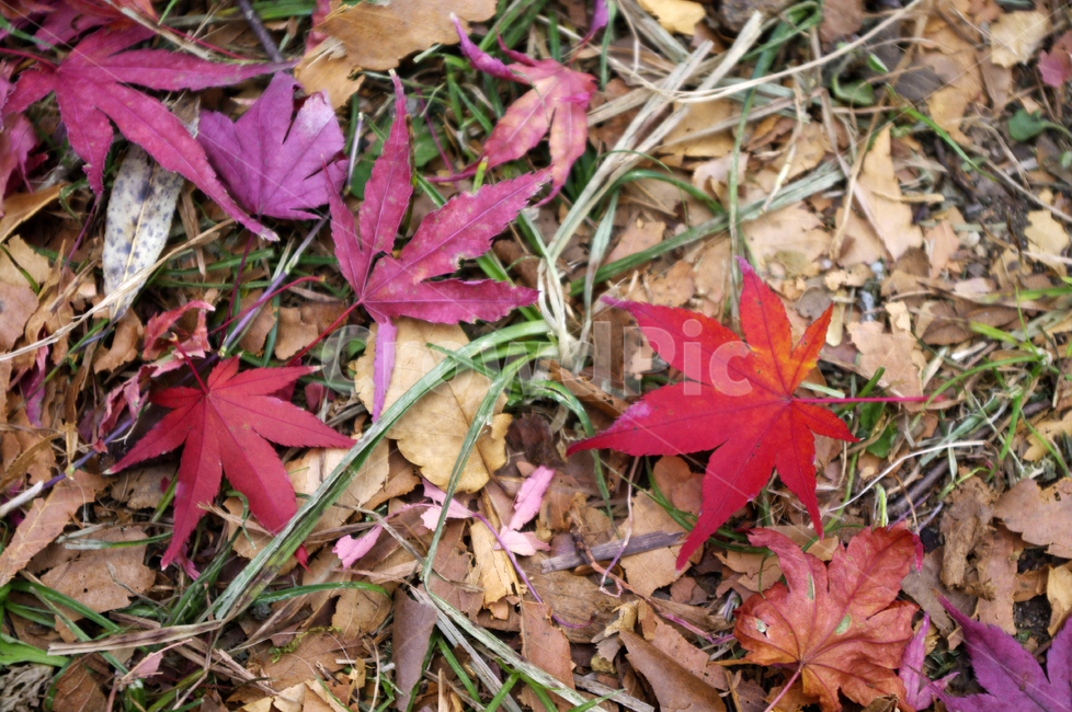 가을,fall,식물,plant,단풍,잎,낙엽,가을,계절,fall,autumn,season,leaf,tree,나무,maple,maple leaf,단풍잎