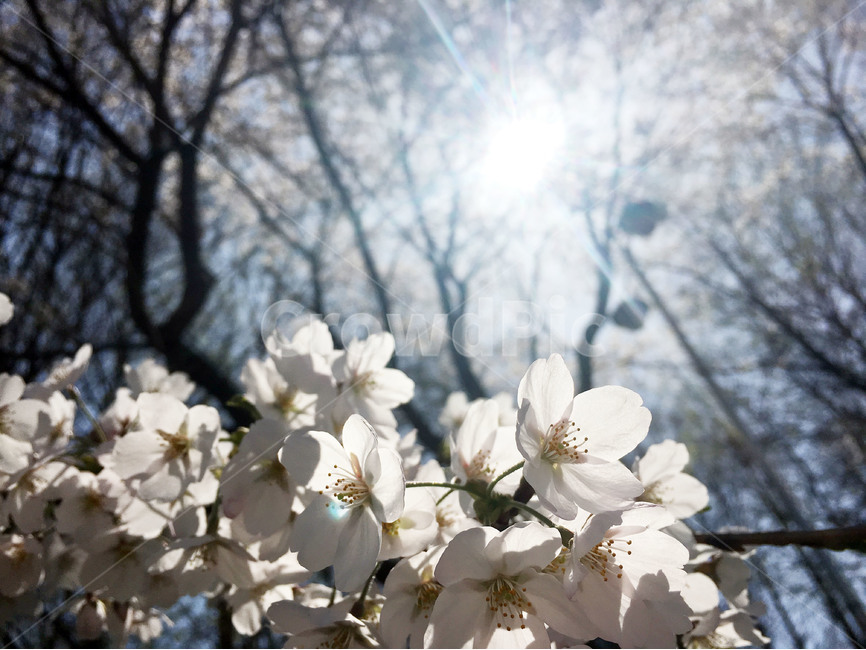벚꽃,봄이미지,봄,봄꽃,벚꽃사진,봄사진,꽃나무,벚꽃나무,꽃놀이,분홍색,분홍,맑은하늘,파란하늘,햇빛,봄,계절,spring,season,식물,자연,plants,nature,꽃,flower,plant