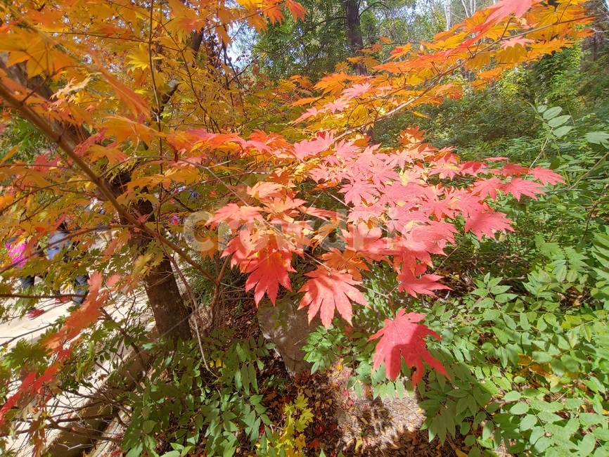 plant,식물,leaf,잎,나무,maple,단풍,가을,가을,계절,fall,autumn,season,tree