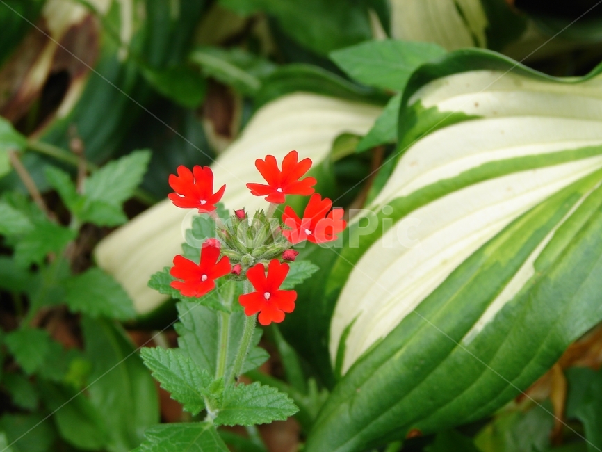 버베나,verbena,버베나보나리엔시스,verbenabonariensis,꽃,붉은꽃,정원,식물,화초,화단,담홍색
