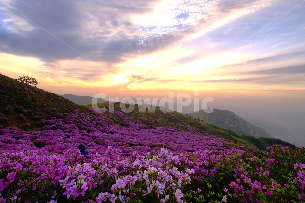 황매산,철쭉,봄,꽃동산,합천,봄,계절,spring,season,자연,풍경,nature,landscape