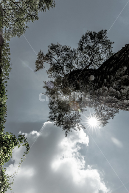 소나무,빛,구름,하늘,절개,자연,풍경,nature,landscape,식물,plants,나무,trees,wood,flare,플레어,light,tree,plant
