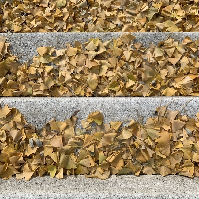 낙엽,은행잎,은행낙엽,leaf,잎,가을,겨울,가을,계절,fall,autumn,season,식물,자연,plants,nature