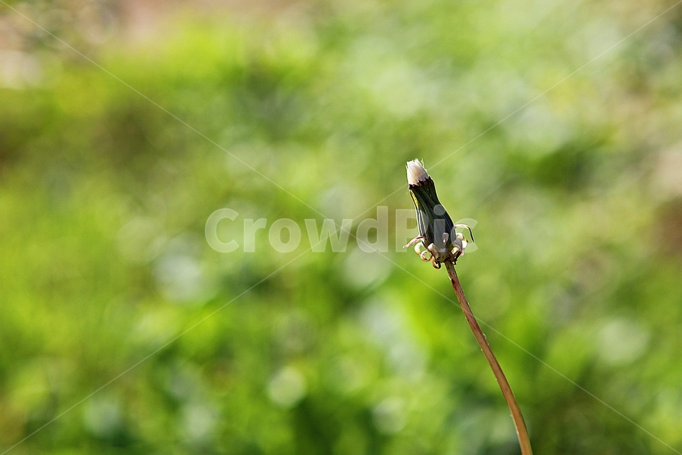 민들레,꽃,홀씨,자연,줄기,식물,공원,야외,식물,자연,plants,nature,꽃,flower