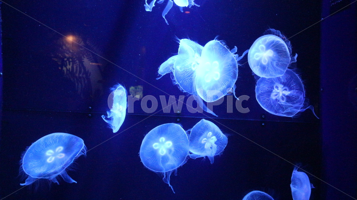 해파리,불빛,jellyfish,수족관,aquarium,동물,animal