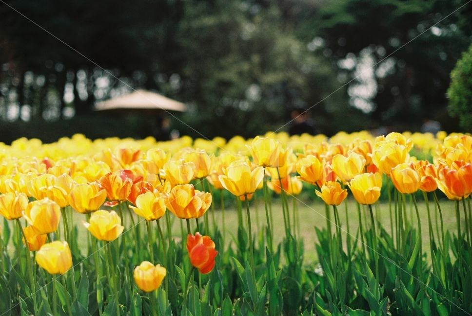 spring,film photography,Tulip,pretty photo,Minolta x300,yellow tulips,flower