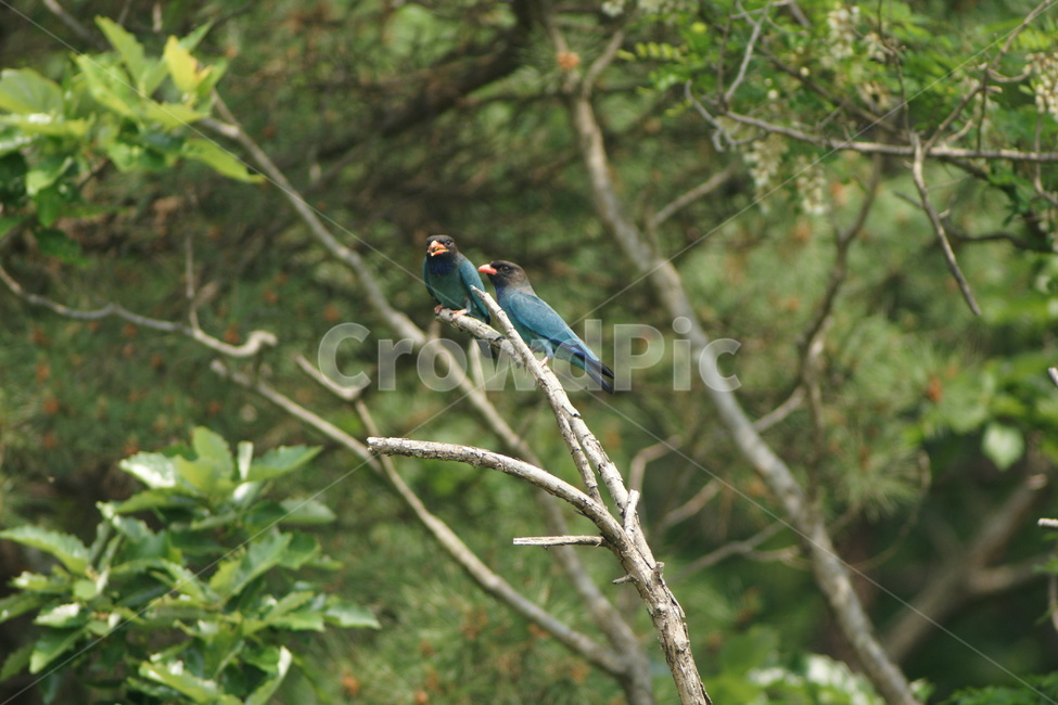파랑새,조류,철새,여름새,파랑새부부,동물,animal,조류,새,birds