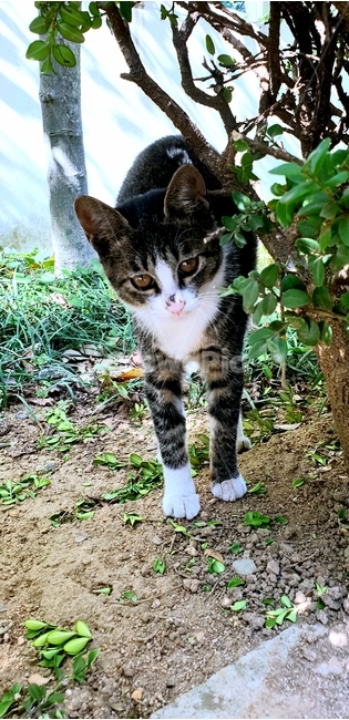 고양이,cat,animals,cuty,kitten,kittys,길고양이,동물,animal,포유류,mammal,고양이,cat,kitten,kitty