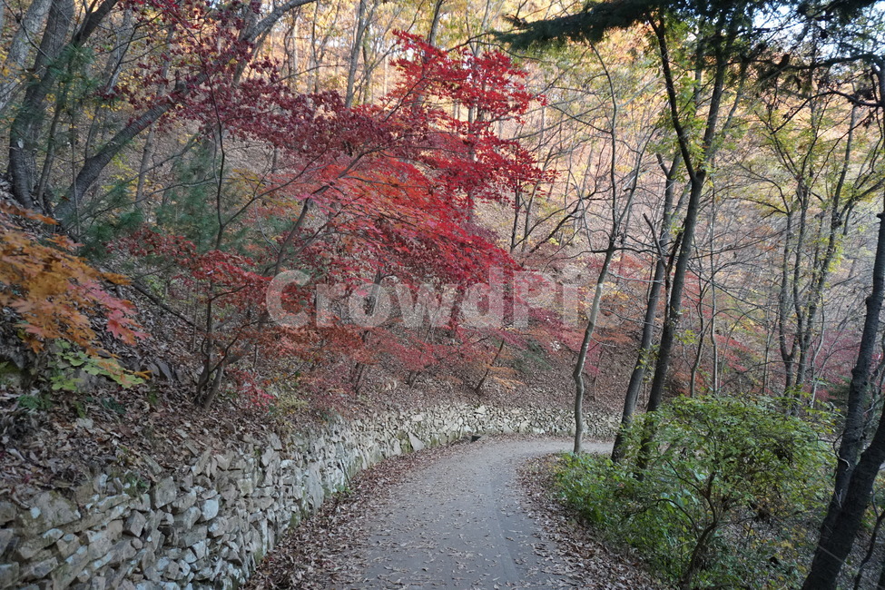 plant,식물,tree,흙길,dirtroad,leaf,잎,가을,계절,fall,autumn,season,자연,풍경,nature,landscape,나무,dirt road,gravel,자갈,road,도로