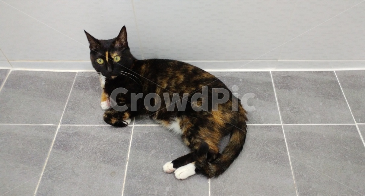 여름고양이,코숏,cat,카오스고양이,코리안숏헤어