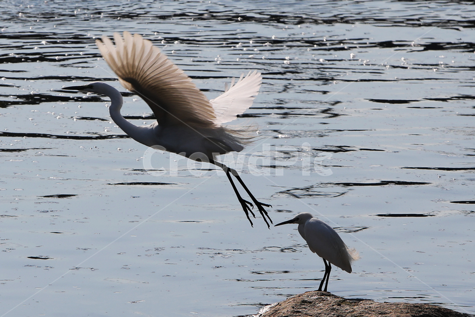 조류,bird,새,야생조류,오리,백로,외가리,동물,animal,조류,새,birds