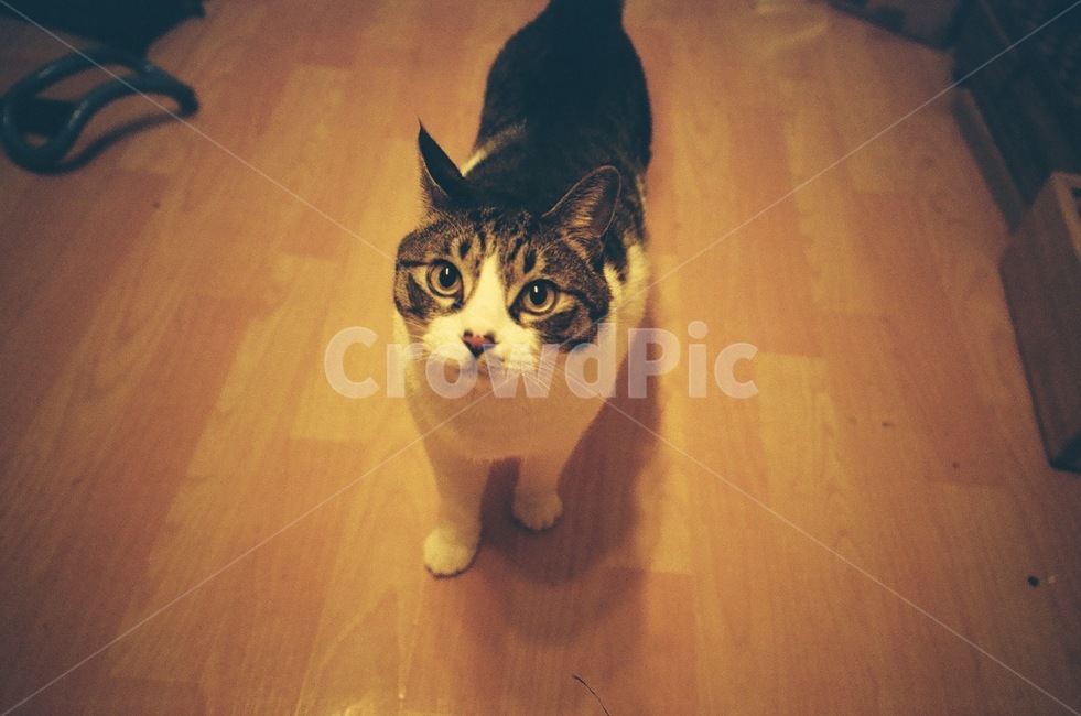 반려동물,고양이,cat,필름사진,필름느낌,필름카메라,동물,동물,animal,포유류,mammal,고양이,cat,kitten,kitty