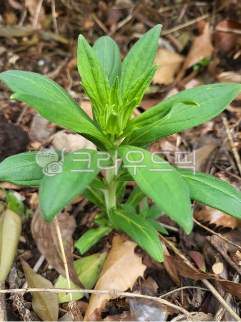 지치,잎,토양,식물,건강