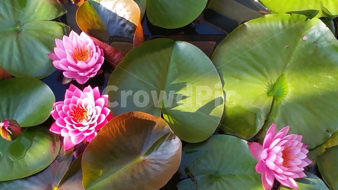 연못,연꽃,칠싶리공원연못,칠십리공원연꽃,꽃,식물,자연,plants,nature,꽃,flower