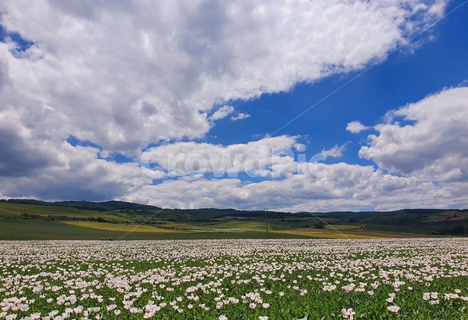 nature,자연,grassland,목초지,outdoors,옥외,field,들,countryside,한지방,spain,스페인,자연,풍경,nature,landscape