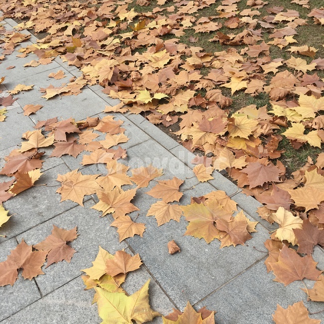 자연,가을,계절,낙엽,나무,풍경,쓸쓸,고독,쓸쓸함,leaf,잎,plant,식물,tree