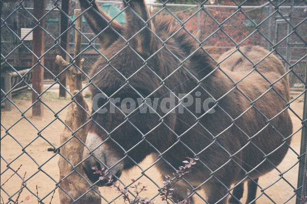 동물원,당나귀,필름사진,어두운,색감,동물,animal,포유류,mammal