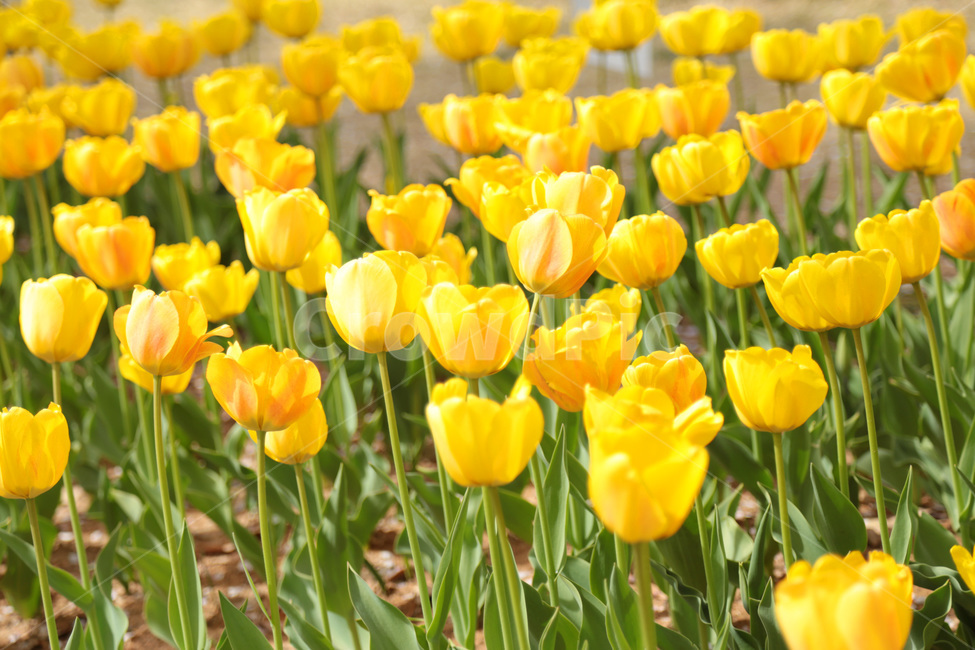 튤립,꽃밭,봄,tulip,꽃,flower,식물,plant,노랑,노란튤립,yellow