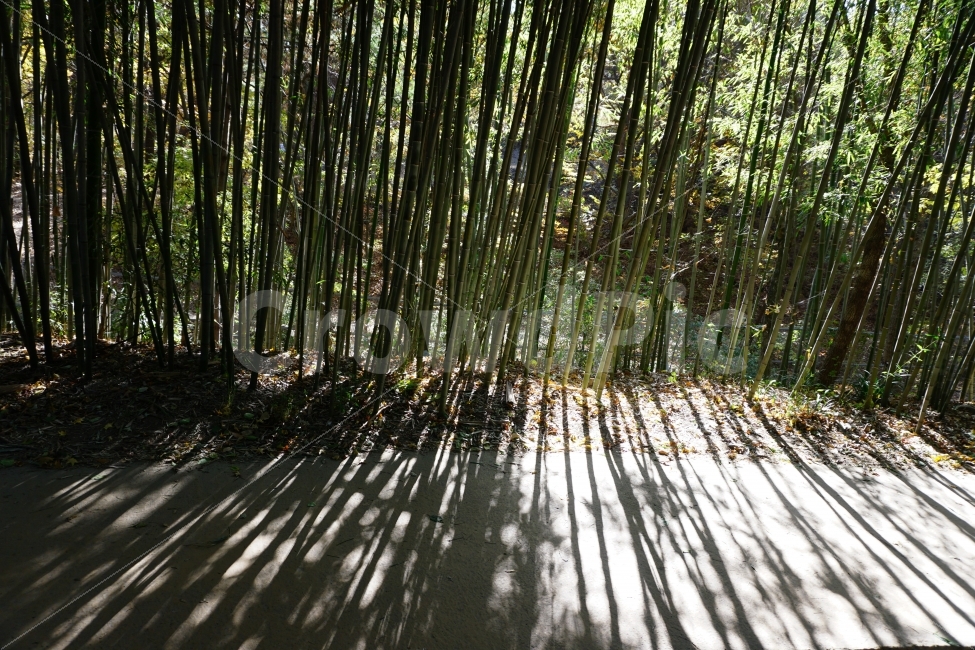 가을,대나무,빛,그림자,감성,자연,풍경,nature,landscape,식물,plants,나무,trees,wood,plant,bamboo