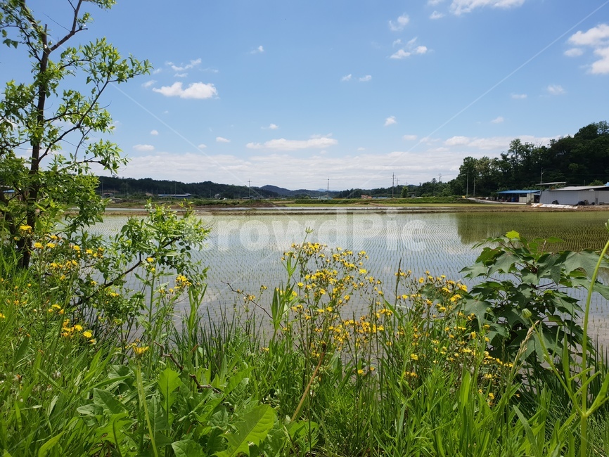 시골,봄꽃,풍경,푸른하늘,꽃,시골,마을,풍경,landscape,country,rural,town