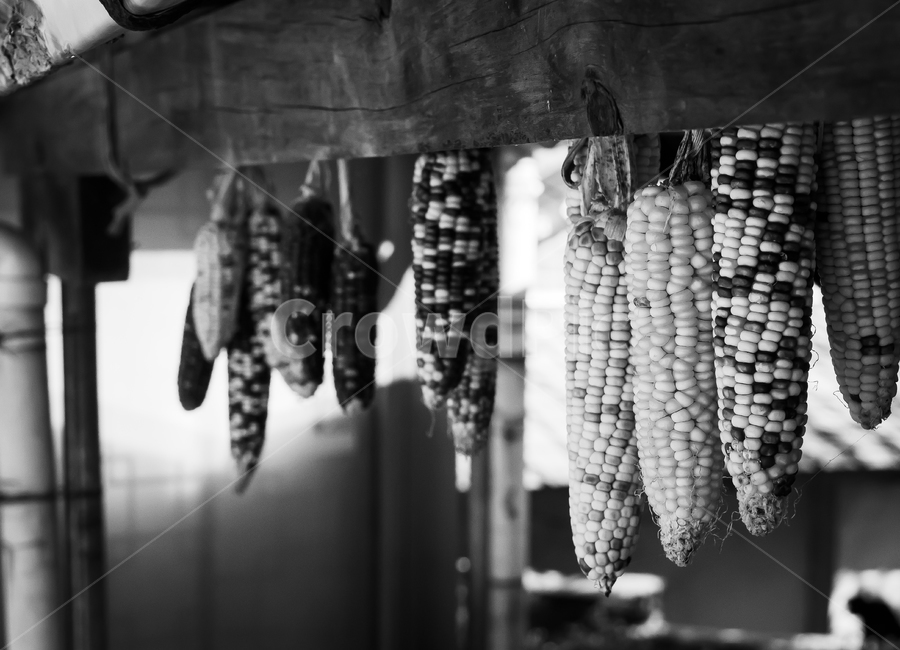 음식,자연,시골,옥수수,옛날,흑백,추억,한국,전통,food,nature,선물,gift,old,tradition,blackwhite,korean,korea,corns,음식,식재료,요리,food,cook,meal,dishes,food reserves,곡류,곡식,cereals,흑백,모노톤,monochrome,black and white