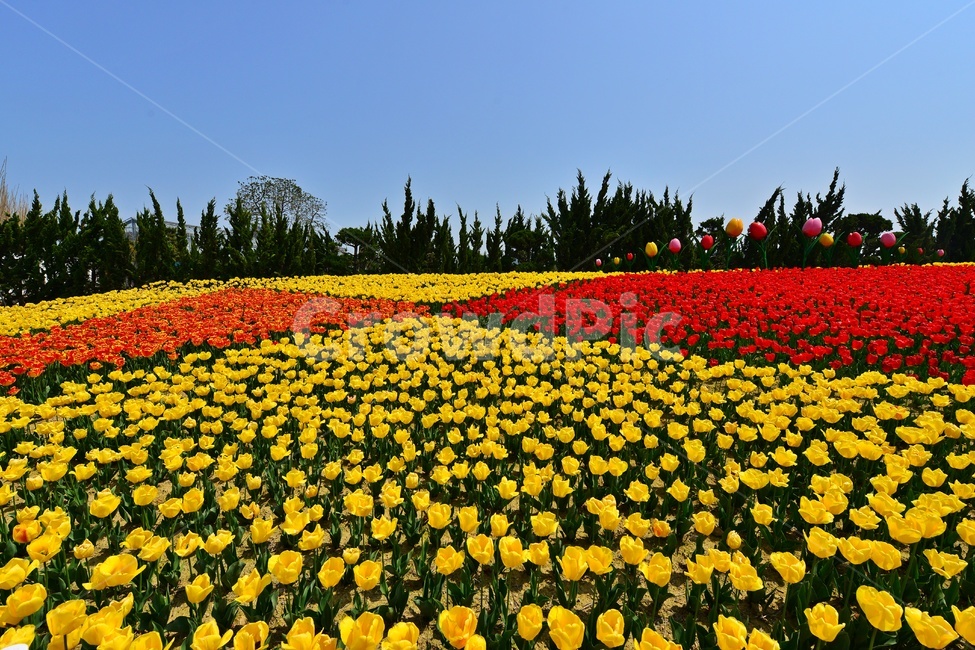 plant,식물,blossom,flower,꽃,신안,임자도,튜울립,튜율립축제,봄,계절,축제,봄축제,노랑꽃,빨강꽃