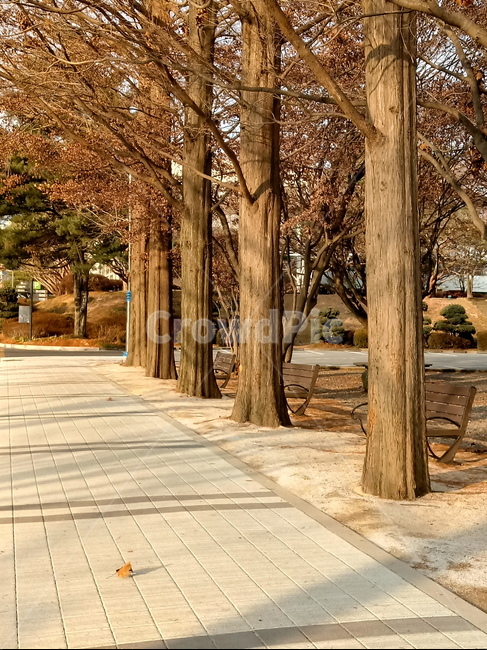 나무,나무줄기,식물,plant,tree,treetrunk,하늘,메타세콰이어,식물,자연,plants,nature,나무,trees,wood
