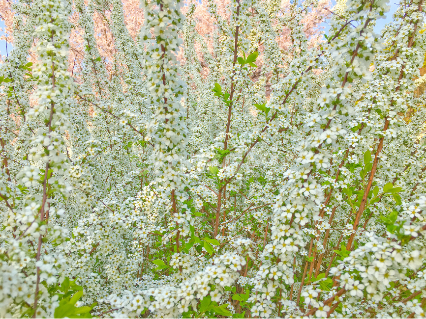 봄,봄꽃,spring,감성사진,flower,꽃,하얀꽃,흰색꽃,흰꽃,springflowers,꽃놀이,여행,trip,travel,만개,blossom,풍경,landscape,봄풍경,springlandscape,봄이미지,봄사진,식물,plant,자연,nature,natural,꽃잎,petal,white,흰색,화이트,초록색,green,beautiful,나무,tree,한국,korea,아시아,asia,봄,계절,spring,season,식물,자연,plants,nature,꽃,flower