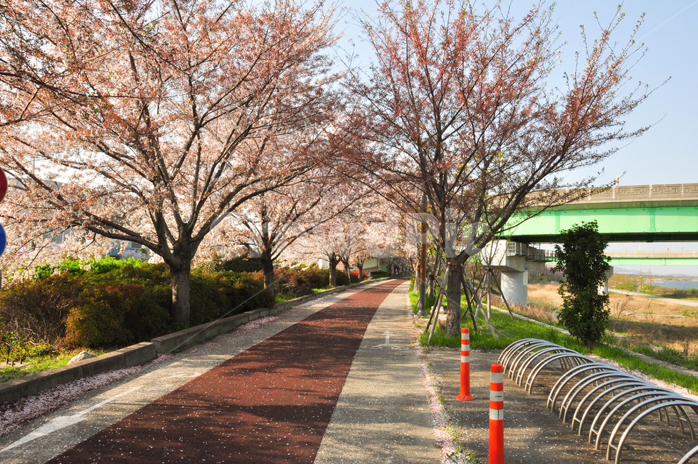 벗꽃,벗꽃길,blossom,꽃,식물,flower,plant,분홍색,길,나무,배경화면,감성사진