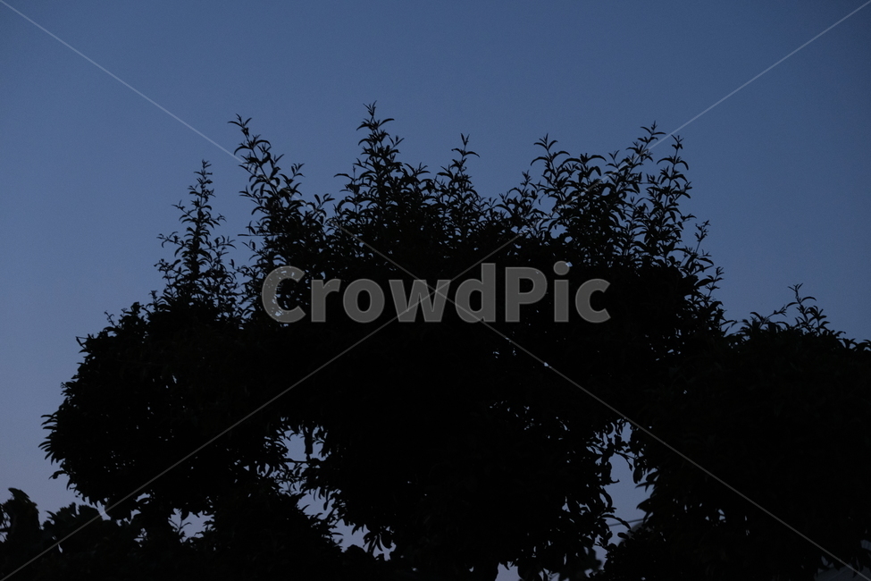 나무,야경,감성,색감,밤,실루엣,silhouette,야외,자연,tree,nature,풀잎,잎