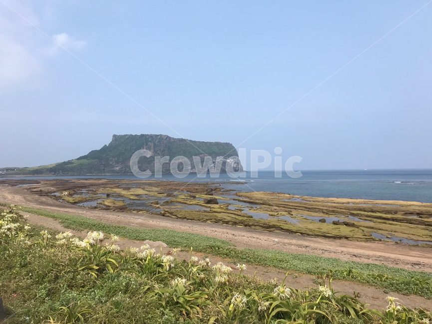 제주도,바다,광치기해변,성산일출봉,풀,꽃,섬,자연,풍경,nature,landscape,한국자연풍경,한국자연경관,korea nature landscape,제주도,jeju,jeju island,land,땅,outdoors,옥외,water,물,sea,ocean,대양,shoreline,해안선
