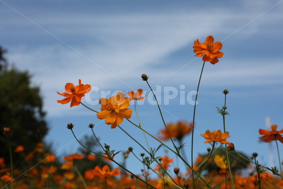 황화코스모스,꽃,들판,들꽃,들꽃마루,올림픽공원,가을,가을,계절,fall,autumn,season,식물,자연,plants,nature,꽃,flower,plant,leaf,잎