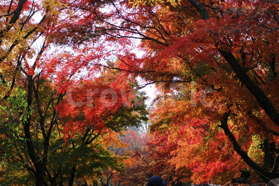 가을,단풍,낙엽,view,풍경,canon,100d,dslr,감성,스냅,울긋불긋,단풍놀이,금산사,김제,가을,계절,fall,autumn,season,자연,풍경,nature,landscape,식물,plants,나무,trees,wood,tree,plant,maple,leaf,잎