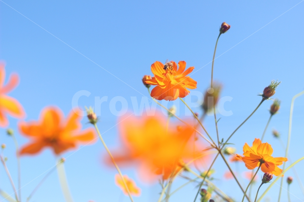 코스모스,꿀벌,하늘,클로즈업,꽃,가을,계절,fall,autumn,season,식물,자연,plants,nature,꽃,flower,동물,animal,곤충,벌레,insect,bug,색깔,색상,색채,색감,color sense,color sensitivity,feeling of color,leaf,잎,plant