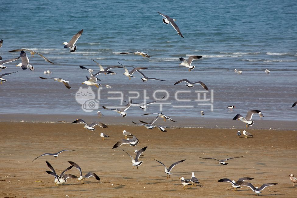 갈매기,해변,해수욕장,해안,조류,백사장,바다,물,파도,seagulls,beaches,coasts,birds,whitesand,sea,water,waves,animals,animal,동물,flock,대군,bird,새