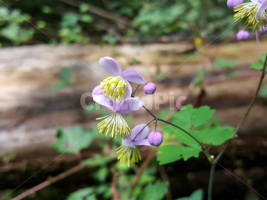 금꿩의다리,야생화,한국자생식물,자연,여러해살이풀,yellowfilamentousmeadowrue,plant,식물,꽃,flower,식물,자연,plants,nature,꽃,flower