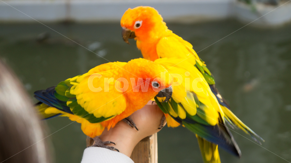 새,체험장,colorful,한쌍,새박물관,동물,animal,조류,새,birds