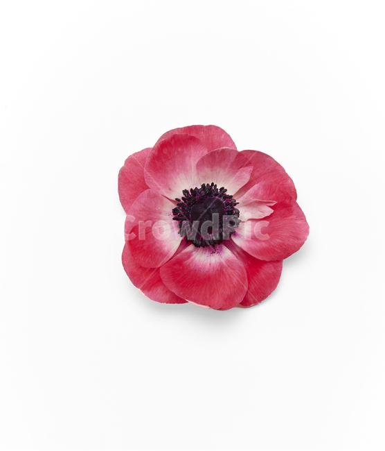 꽃,꽃머리,꽃정탑,꽃촬영,redfllower,꽃,flower,누끼,remove background