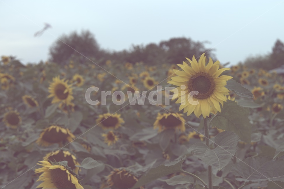 sunflower,가을,외로움,해바라기,쓸쓸함,찬바람,공원,가을,계절,fall,autumn,season,식물,자연,plants,nature,꽃,flower,감성,sensible,feeling,plant,blossom