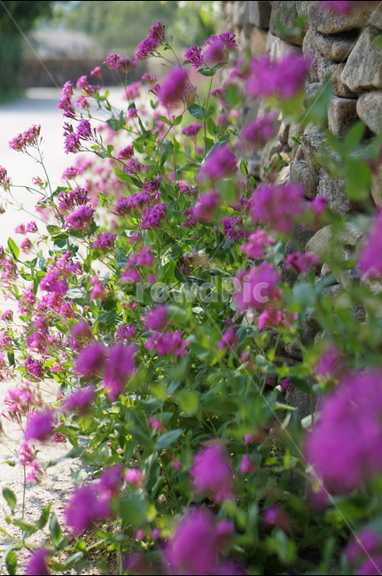 꽃,외암민속마을,풍경,핑크,맑음,돌담,식물,자연,plants,nature,꽃,flower