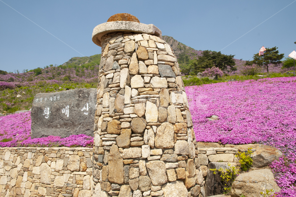 황매산,봄,꽃,봄꽃,잔디꽃,flower,돌담