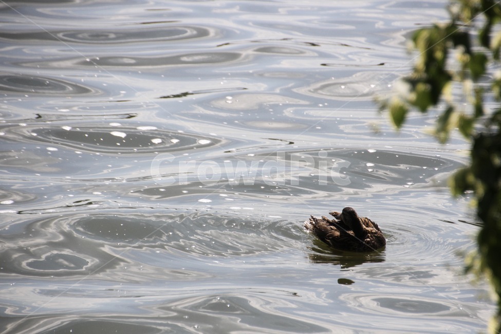 헝가리,동유럽,호수,오리,hungary,lake,duck,nature